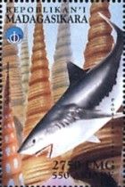 Carcharodon carcharias