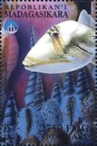 Rhinecanthus aculeatus