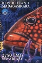 Epinephelus lanceolatus
