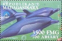 Common Bottlenose Dolphin (Tursiops truncatus)