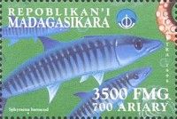Sphyraena barracuda