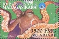 Octopus vulgaris