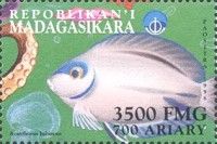Acanthurus bahianus