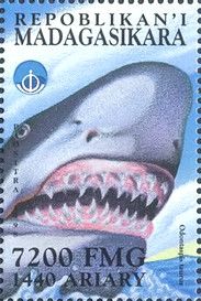 Shallow-water shark (Odontaspis taurus)