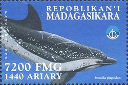 Atlantic Spotted Dolphin (Stenella plagiodon)