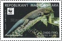 Standing's Day Gecko (Phelsuma standingi)