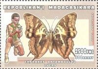 Madagascar Green-veined Charaxes (Charaxes antamboulou)