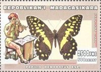 Citrus swallowtail (Papilio demodocus)