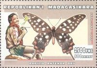 Madagascar Giant Swallowtail (Papilio antenor)