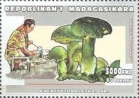 Eucalyptoboletus sp.