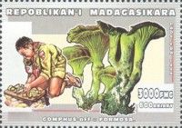 Gomphus formosa
