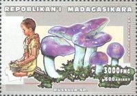 Russula sp.