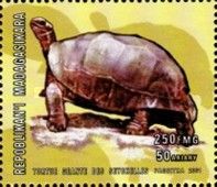Aldabrachelys gigantea