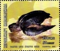 Dermochelys coriacea