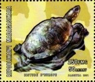 Emys orbicularis