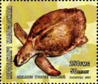 Lepidochelys olivacea