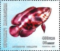 Astronotus ocellatus