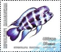 Cyphotilapia frontosa