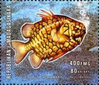 Cleidopus gloriamaris