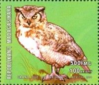 Great Horned Owl (Bubo virginianus)