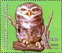 Spotted Owlet (Athene brama)