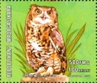 Cape Eagle-Owl (Bubo capensis)
