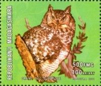 Spotted Eagle-Owl (Bubo africanus)