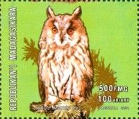 Long-eared Owl (Asio otus)