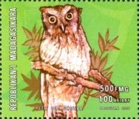 Tropical Screech Owl (Otus choliba)
