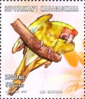 Military Macaw (Ara militaris)