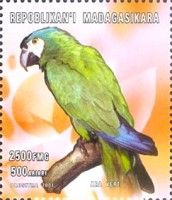 Great Green Macaw (Ara ambigua)