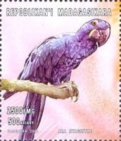 Hyazinth Macaw (Anodorynchus hyacinthinus)
