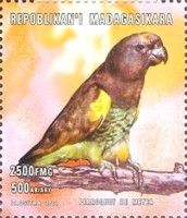 Meyer's Parrot (Poicephalus meyeri)