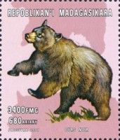 Ursus americanus