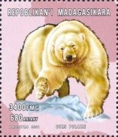 Ursus maritimus