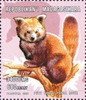 Ailurus fulgens