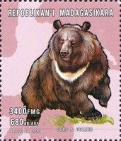 Ursus thibetanus