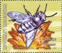 Xylocopia violacea
