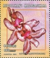 Orchid - Cattleya amethystoglossa