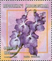 Orchid - Vanda coerulea