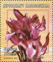 Orchis papilionacea