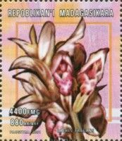 Orchis fragrans