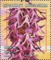 Orchis italica