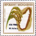 Panicle of Rice