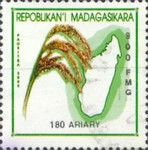 Panicle of Rice
