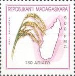 Panicle of rice