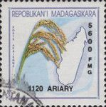 Panicle of rice