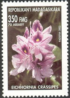 Water Hyacinth