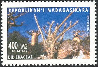 Didieraceae