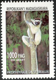 Verreaux’s Sifaka (Propithecus verreauxi)